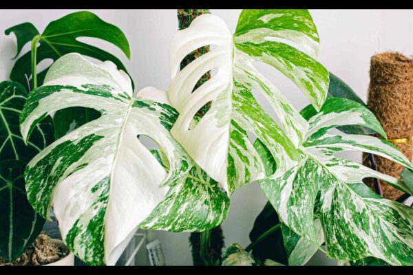 Monstera Albo